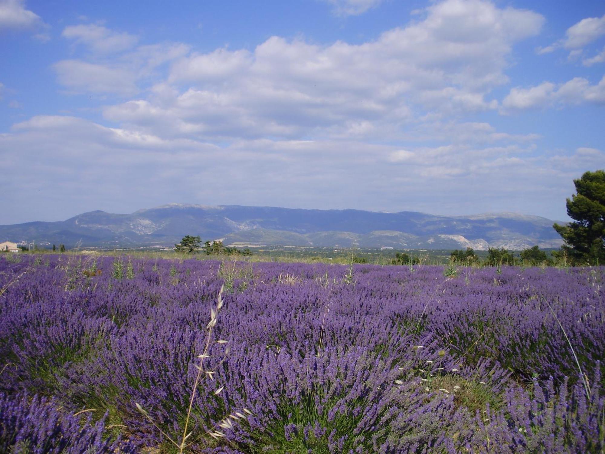 Hotel Du Moulin Allemagne-en-Provence Eksteriør bilde